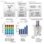 Whole exome sequencing identifies mTOR and KEAP1 as potential targets for radiosensitization of HNSC