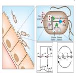 Principles of Genetic Circuit Design