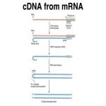 سنتز cDNA